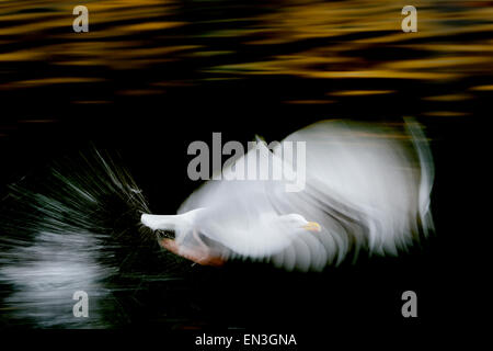 Goéland argenté (Larus argentatus), volant avec Lauvsness shutterspeed, lente, la Norvège. Banque D'Images