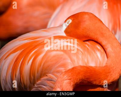 Le Flamingo à dormir dans le troupeau. Banque D'Images