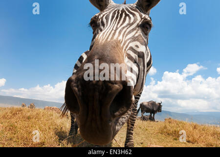 Zèbre des plaines (Equus quagga) pâturage sur la plaine dans le cratère du Ngorongoro, de l'étroite, jusqu'à la dans l'appareil photo Banque D'Images