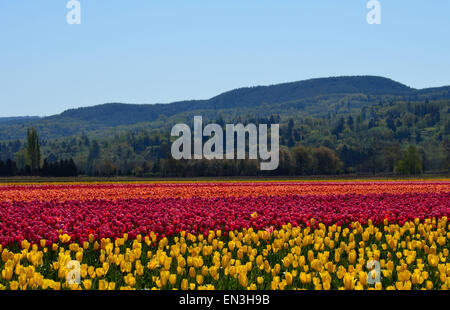 Brillant coloré champs de tulipes en pleine floraison Banque D'Images