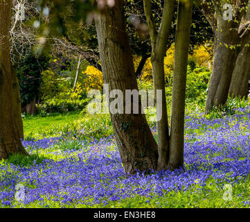 Kent, UK. 27 avril, 2015. Le UK's spring blooms de pourraient être à risque comme les prévisionnistes s'avertir d'un plongeon arctique dans des températures devrait frapper la UK cette semaine. Crédit : Darren Attersley/Alamy Live News Banque D'Images