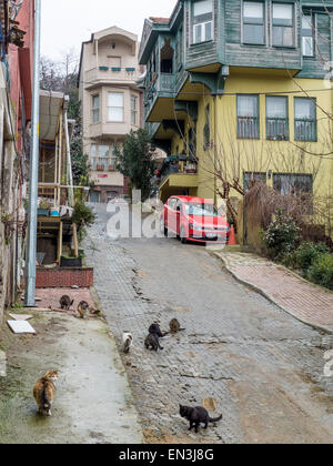 Les chats entre vieilles maisons traditionnelles à Üsküdar, District d'Istanbul, Turquie Banque D'Images