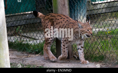 Kent, UK. 27 avril 2015. Lynx sauvages ont été éteintes en Grande-Bretagne pour plus de 1 300 ans. Mais le Lynx UK Trust s'efforcent de rendre les grands chats retour à régions du Royaume-Uni pour une période d'essai de cinq ans. Crédit : Darren Attersley/Alamy Live News Banque D'Images