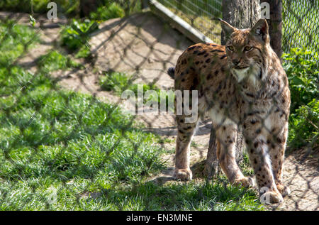 Kent, UK. 27 avril 2015. Lynx sauvages ont été éteintes en Grande-Bretagne pour plus de 1 300 ans. Mais le Lynx UK Trust s'efforcent de rendre les grands chats retour à régions du Royaume-Uni pour une période d'essai de cinq ans. Crédit : Darren Attersley/Alamy Live News Banque D'Images