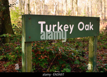 La Turquie à côté du nom de chêne arbre dans Savernake Forest. Banque D'Images