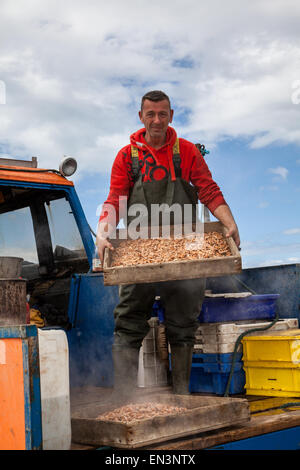 Southport, Merseyside, le 4 avril, 2015. John Rimmer un camion-voile Shrimper crevettes bouillante de ses captures, ils sont ensuite épluchés avant d'être envoyé à l'entreprise et de marché. Southport a toujours eu une histoire de pêche, y compris la pêche de la crevette, qui a été effectuée à Southport et districts voisins pendant des siècles. Références pour il peut être trouvé aussi loin que 1113 pour la pêche dans la paroisse de North Meols. Chariots ou des véhicules mécaniques de chaluts derrière les bateaux ou les tracteurs, connu sous le nom de 'shanking'. Banque D'Images