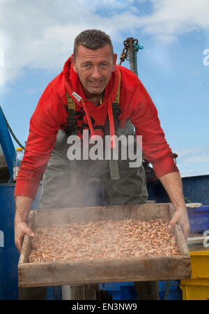 Southport, Merseyside, le 4 avril, 2015. John Rimmer un camion-voile Shrimper crevettes bouillante de ses captures, ils sont ensuite épluchés avant d'être envoyé à l'entreprise et de marché. Southport a toujours eu une histoire de pêche, y compris la pêche de la crevette, qui a été effectuée à Southport et districts voisins pendant des siècles. Références pour il peut être trouvé aussi loin que 1113 pour la pêche dans la paroisse de North Meols. Chariots ou des véhicules mécaniques de chaluts derrière les bateaux ou les tracteurs, connu sous le nom de 'shanking'. Banque D'Images