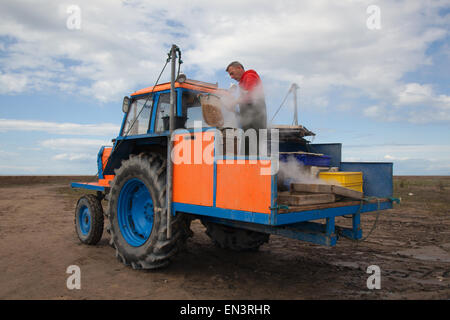 Southport, Merseyside, le 4 avril, 2015. John Rimmer un camion-voile Shrimper crevettes bouillante de ses captures, ils sont ensuite épluchés avant d'être envoyé à l'entreprise et de marché. Southport a toujours eu une histoire de pêche, y compris la pêche de la crevette, qui a été effectuée à Southport et districts voisins pendant des siècles. Références pour il peut être trouvé aussi loin que 1113 pour la pêche dans la paroisse de North Meols. Chariots ou des véhicules mécaniques de chaluts derrière les bateaux ou les tracteurs, connu sous le nom de 'shanking'. Banque D'Images