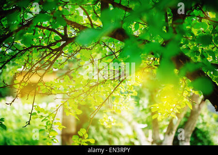 Fond vert avec des feuilles fraîches. La lumière du soleil, l'été. Banque D'Images