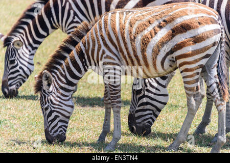 Equus quagga Zebra famille dans la Ngorongoro Conservation Area, Tanzania, Africa. Banque D'Images