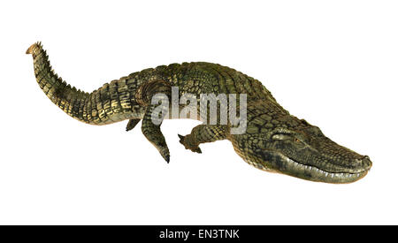 Rendu 3D d'un alligator ou Alligator mississippiensis isolé sur fond blanc Banque D'Images