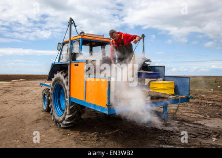 Southport, Merseyside, le 4 avril, 2015. John Rimmer un camion-voile Shrimper crevettes bouillante de ses captures, ils sont ensuite épluchés avant d'être envoyé à l'entreprise et de marché. Southport a toujours eu une histoire de pêche, y compris la pêche de la crevette, qui a été effectuée à Southport et districts voisins pendant des siècles. Références pour il peut être trouvé aussi loin que 1113 pour la pêche dans la paroisse de North Meols. Chariots ou des véhicules mécaniques de chaluts derrière les bateaux ou les tracteurs, connu sous le nom de 'shanking'. Banque D'Images