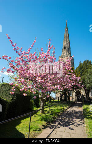 Fleur de printemps à l'Église Toussaint de Gedling, Nottingham Nottinghamshire England UK Banque D'Images