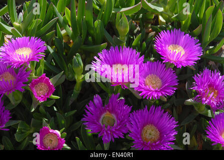 Carpobrotus glaucescens également connu sous le nom de fiction ou fiction angulaire est un membre de la famille des Aizoaceae Banque D'Images