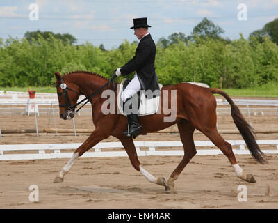 Rider va sur le cheval de dressage Banque D'Images