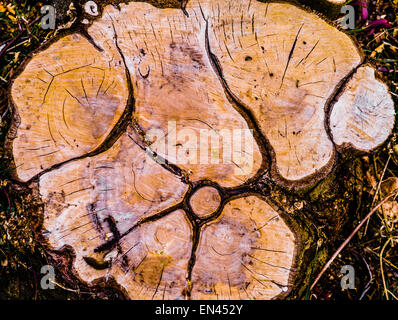 Tronc d'arbre scié pattern Banque D'Images