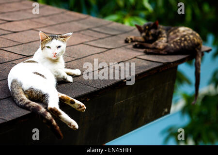 Deux chats se détendre sur un toit dans la ville de Antipolo, province de Rizal, Philippines le 2 janvier 2015. Banque D'Images