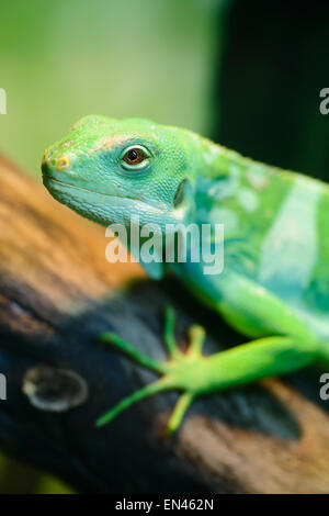 Animaux : lézard vert, Fidji Brachylophus fasciatus iguane, bagués, sitting on tree branch, close-up shot Banque D'Images