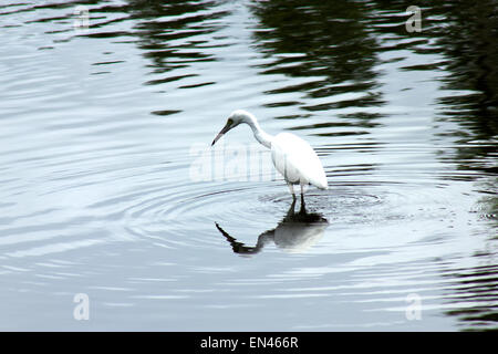 Grande aigrette (Ardea alba), également connu sous le nom de l'EGRET, calmy la pêche à un étang naturel, les zones humides en Floride Banque D'Images