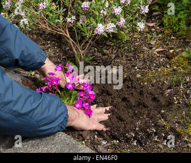 Homme raffermissant et à niveler le sol autour de la floraison Lewisia il vient de planter dans le jardin Banque D'Images