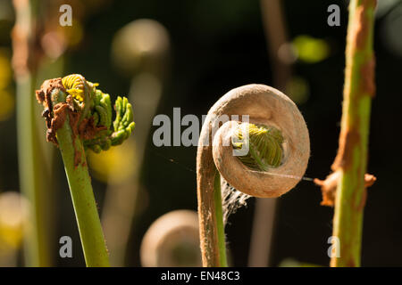 Nouveau tournage Osmunda regalis fronde de fougère royale commence à dérouler courbez-être prêt pour début de printemps avec des pousses de feuilles Banque D'Images