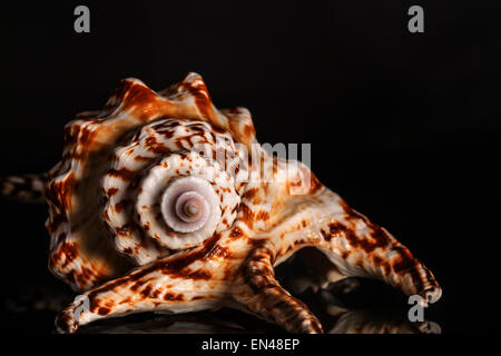 Spirale coquille d'escargot de mer sur fond noir Banque D'Images