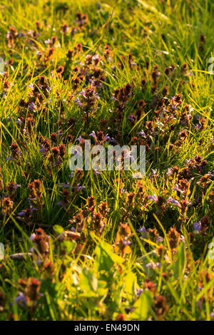 Violettes sauvages pour prés (Viola sororia) qui poussent sauvage dans un verger. Aussi connu sous le nom de violet bleu commun, violet violet violet, violet bleu wolly ou violet de bois Banque D'Images