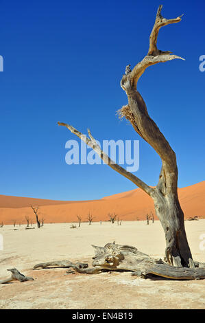 Les Morts Viei (DeadVlei) Pan, Namib-Naukluft National Park, Sossusviei, Désert du Namib, Région Hardap, République de Namibie Banque D'Images