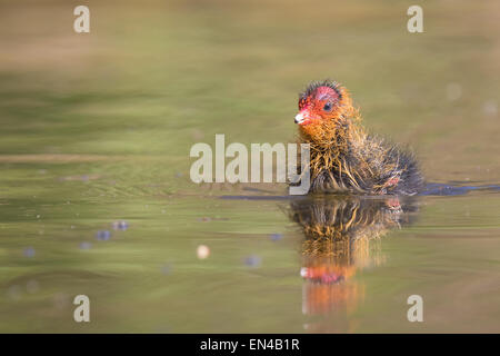 Foulque macroule, Fulica atra, la natation. Point de vue basse Banque D'Images