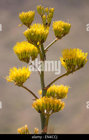 Un siècle en fleur plante près du bassin,BBNP,TX Banque D'Images