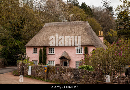 Belle couleur rose thatched cottage appelé Rose Cottage dans le magnifique village de Cockington dans le Devon Banque D'Images