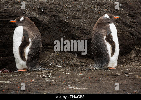 Twp manchots (Pygoscelis papua) attendent leurs plumes de mue, la baie des baleiniers, Deception Island, Antarctica Banque D'Images