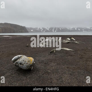 Vestiges d'os de baleines dans la baie des baleiniers, Deception Island, Îles Shetland du Sud, l'Antarctique Banque D'Images