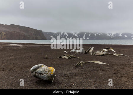 Vestiges d'os de baleines dans la baie des baleiniers, Deception Island, Îles Shetland du Sud, l'Antarctique Banque D'Images