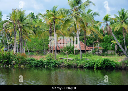 Belles backwaters et cocotiers avec une verdure vibrante Banque D'Images