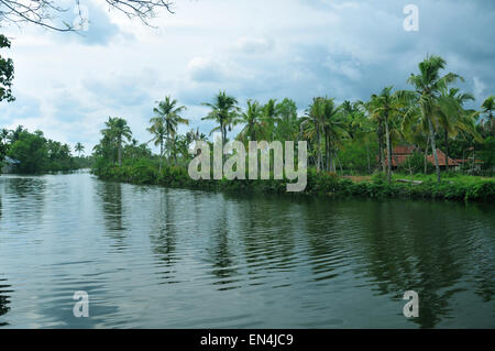 Belles backwaters et cocotiers avec une verdure vibrante Banque D'Images