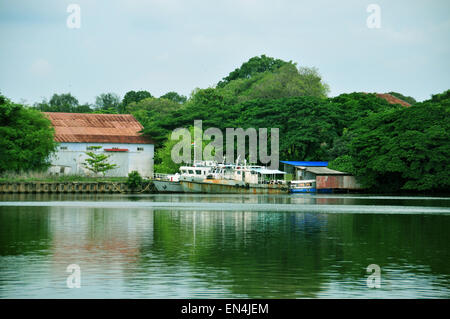 Belles backwaters et cocotiers avec une verdure vibrante Banque D'Images