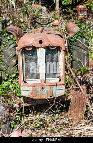 Tracteur Fordson Major abandonnés envahis de lierre Banque D'Images