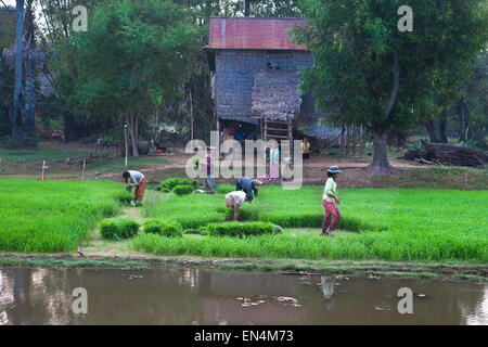 Cambodge- Dec 29 UN AGRICULTEUR avec sa famille des semis de paddy de la récolte très tôt le matin de la pépinière en préparation à b Banque D'Images