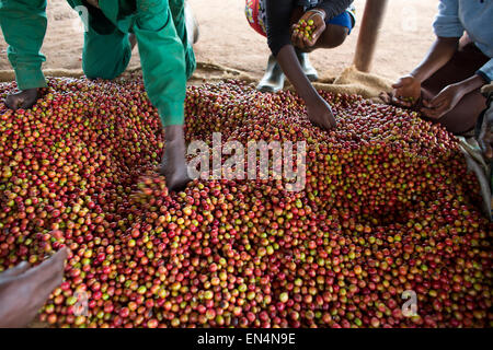 La production de café au Kenya Banque D'Images