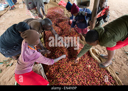 La production de café au Kenya Banque D'Images