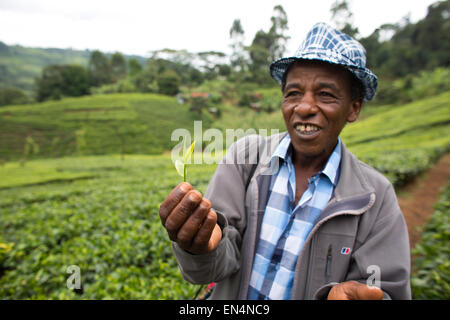 La production de thé au Kenya Banque D'Images