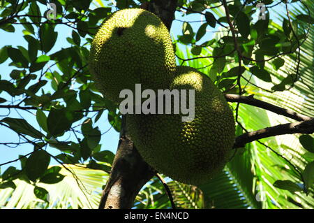 Kerala Jack fruits sur arbre. Banque D'Images