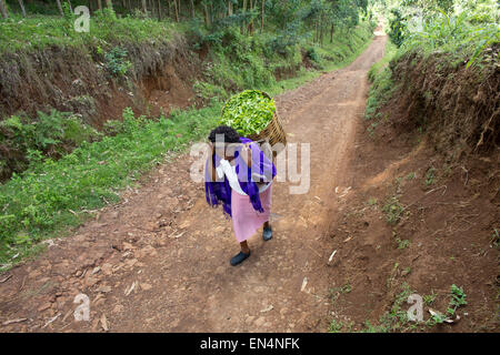 La production de thé au Kenya Banque D'Images