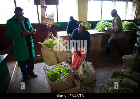 La production de thé au Kenya Banque D'Images