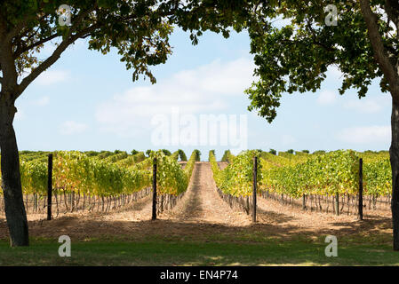 Groot Constantia Wine Estate, Constantia, Cape Town, Western Cape Province, République d'Afrique du Sud Banque D'Images