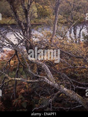 Arbres et feuillage d'automne à côté de la rivière Laxford qui coule du Loch Stack à la baie de Laxford près de Rhiconich, Sutherland, Écosse, Royaume-Uni. Banque D'Images