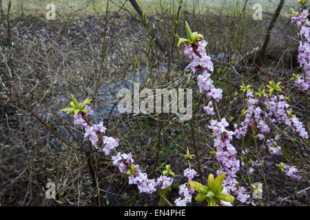 Daphne mezereum, Février, daphné lauréole fleurs, Finlande Banque D'Images