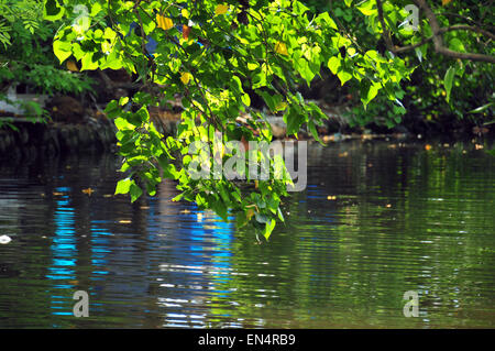 Belles backwaters et cocotiers avec une verdure vibrante Banque D'Images