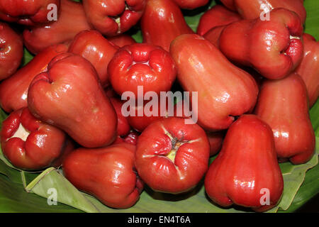 Syzygium samarangense Pommes Rose Banque D'Images